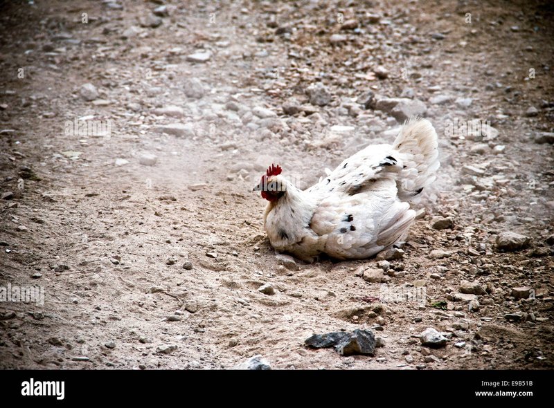 Chicken road, chicken road gioco